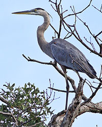 heron tree