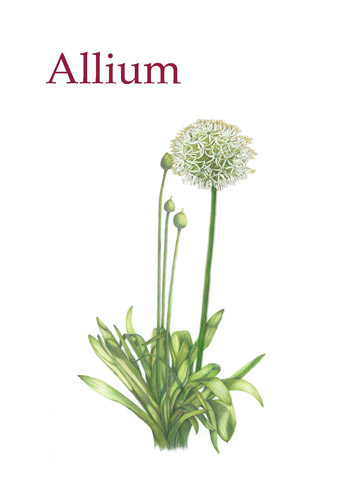 Allium literary magazine logo with garlic chives in bloom