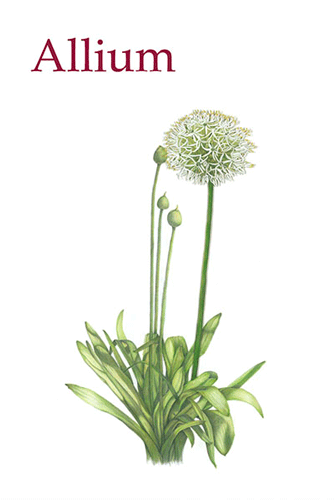 painting of garlic chives