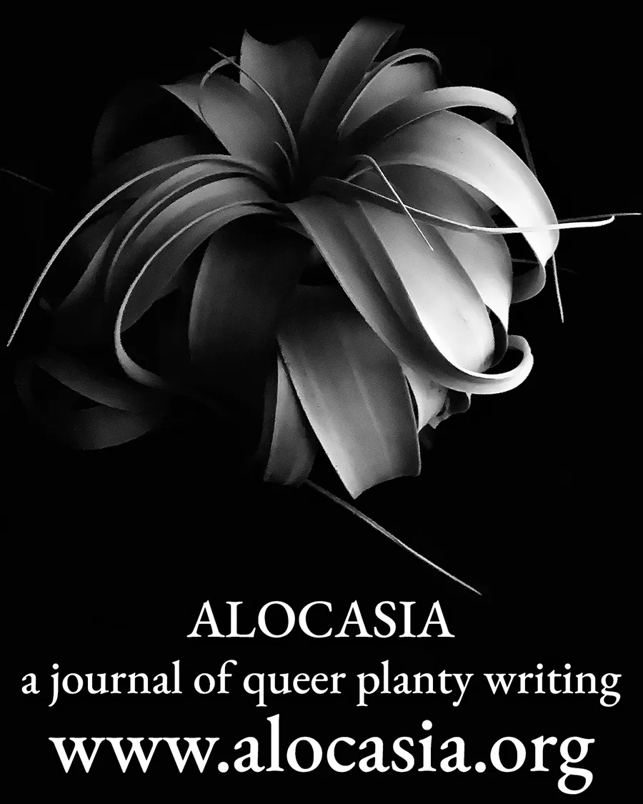 A black‑and‑white image of a curled, ribbon-like air plant on a dark background with the text: ‘ALOCASIA — a journal of queer planty writing — www.alocasia.org.