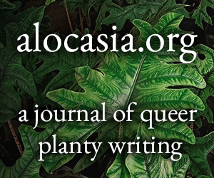 Banner ad featuring a close-up of overlapping dark green Alocasia leaves with bold white text that reads: ‘alocasia.org — a journal of queer planty writing.’