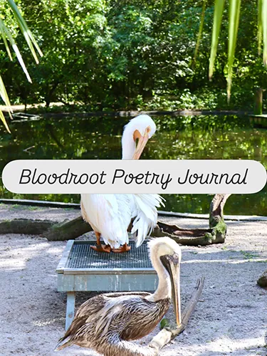 White pelican stands on a pedestal and preens its feathers beside a brown pelican resting on sandy ground near a calm, green pond.